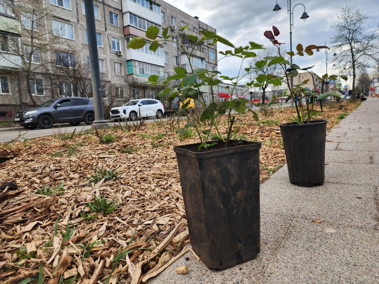 Зарайск, Розы Зарайска, Субботник, Благоустройство улиц, Благоустройство Зарайска,