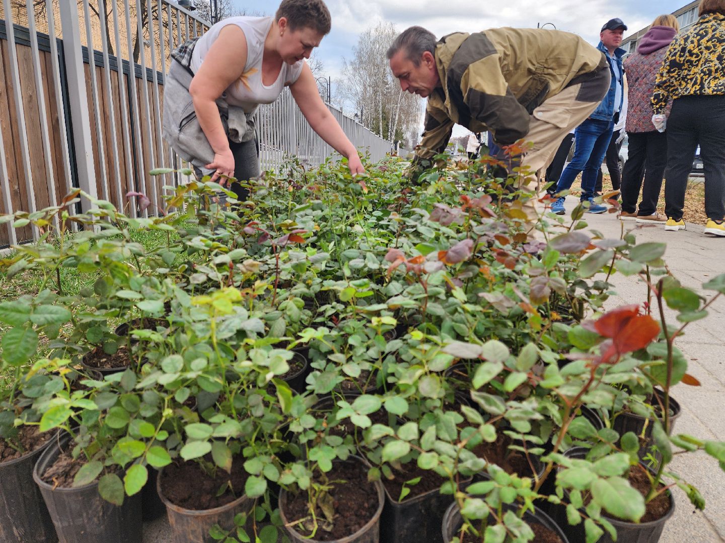 Зарайск, Розы Зарайска, Субботник, Благоустройство улиц, Благоустройство Зарайска,