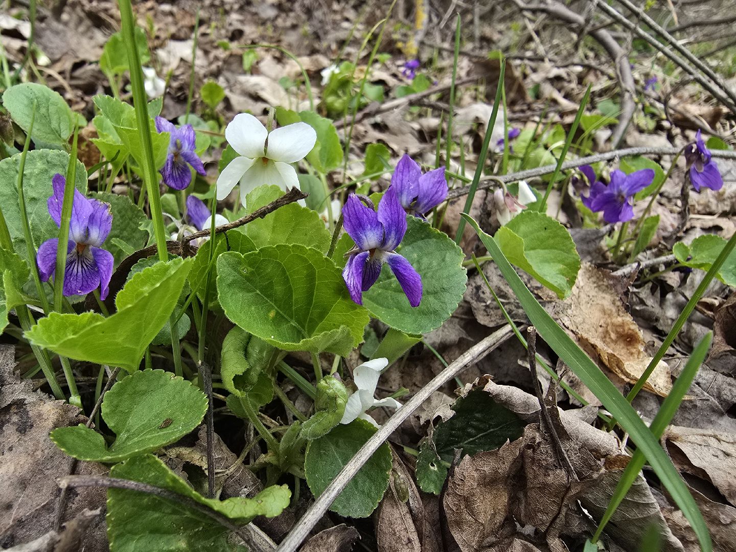 Коломна, субботник, усадьба, фонд друзей коломны,