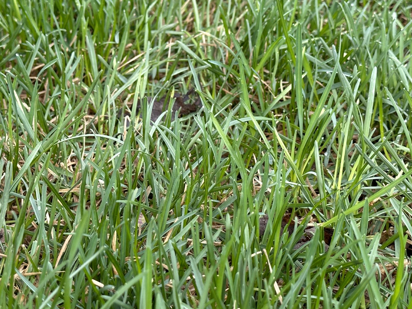 Одинцово, Союзный, Благоустройство, Газон, Парки Подмосковья