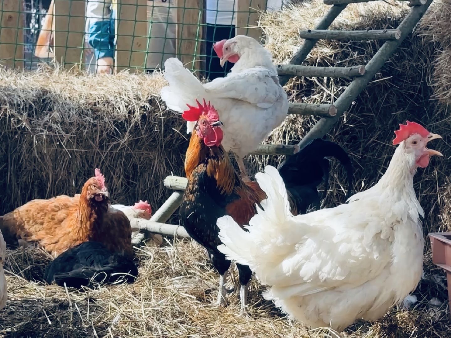 раменское, пасха, троицкий храм, троицкий храм раменское, освящение яиц,