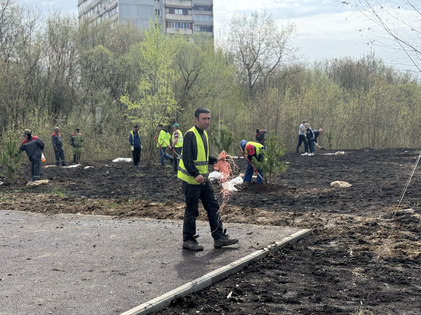 высадка деревьев, ленинский городской округ, субботник,