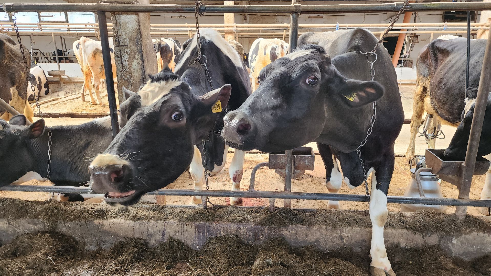 ферма, ферма цветковых, расширение производства, щёлково,