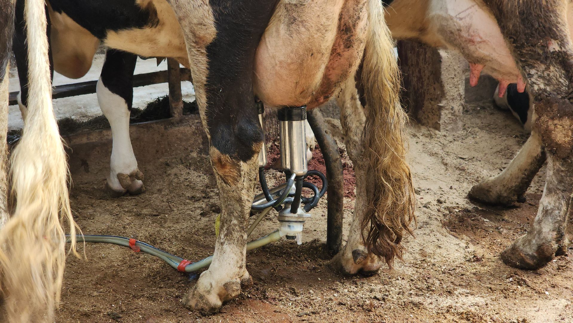 ферма, ферма цветковых, расширение производства, щёлково,