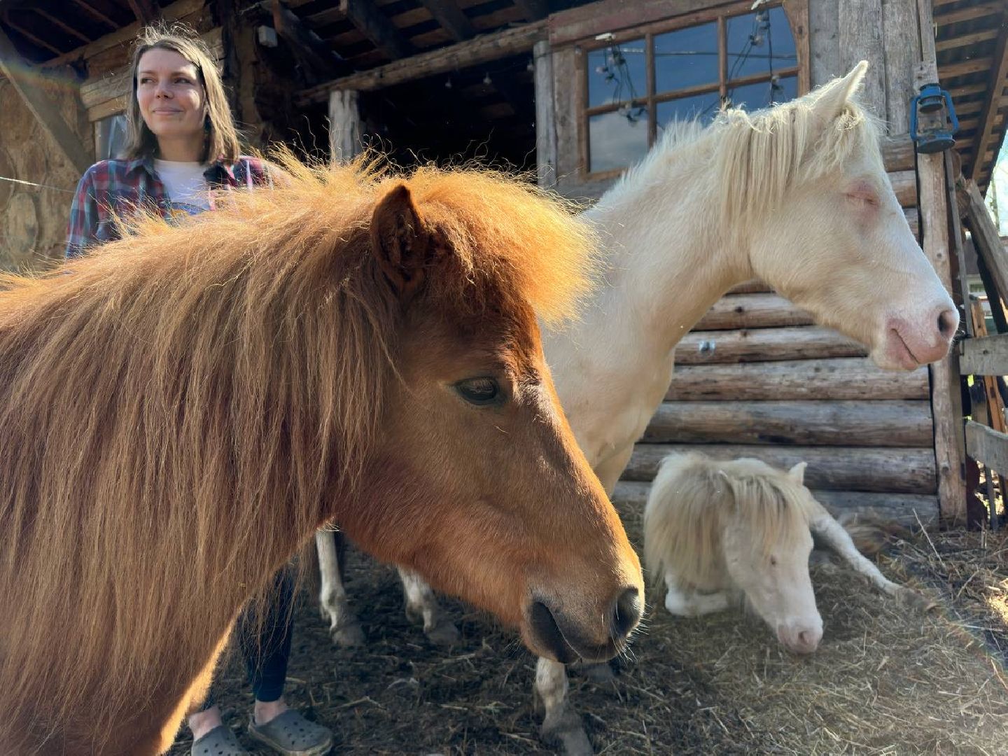 сергиево-посадский городской округ, лошади, туризм, Понихайкинг, Свободная ипповенция, Деревня Глебово,