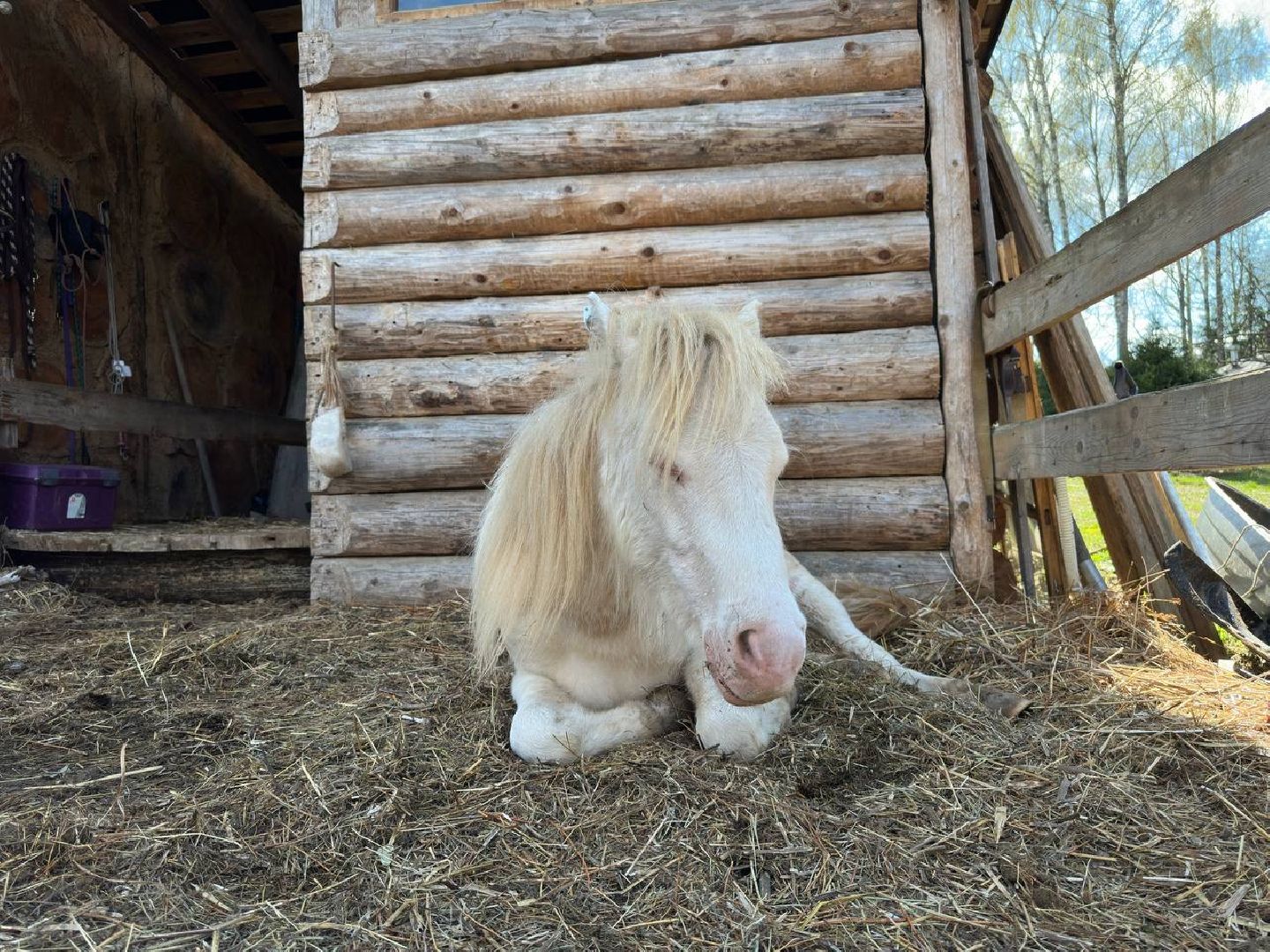 сергиево-посадский городской округ, лошади, туризм, Понихайкинг, Свободная ипповенция, Деревня Глебово,