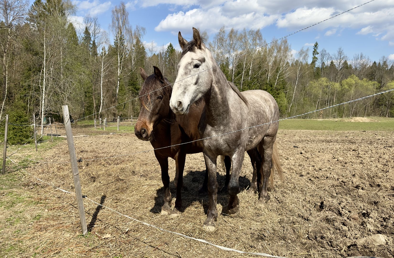 сергиево-посадский городской округ, лошади, туризм, Понихайкинг, Свободная ипповенция, Деревня Глебово,