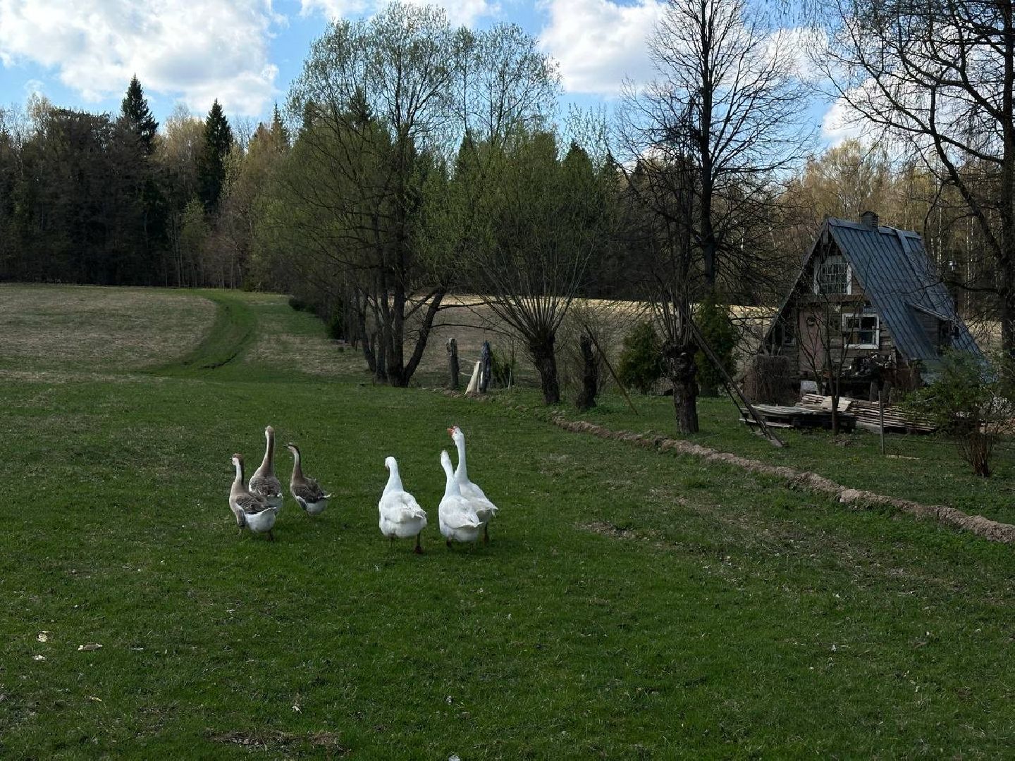 сергиево-посадский городской округ, лошади, туризм, Понихайкинг, Свободная ипповенция, Деревня Глебово,