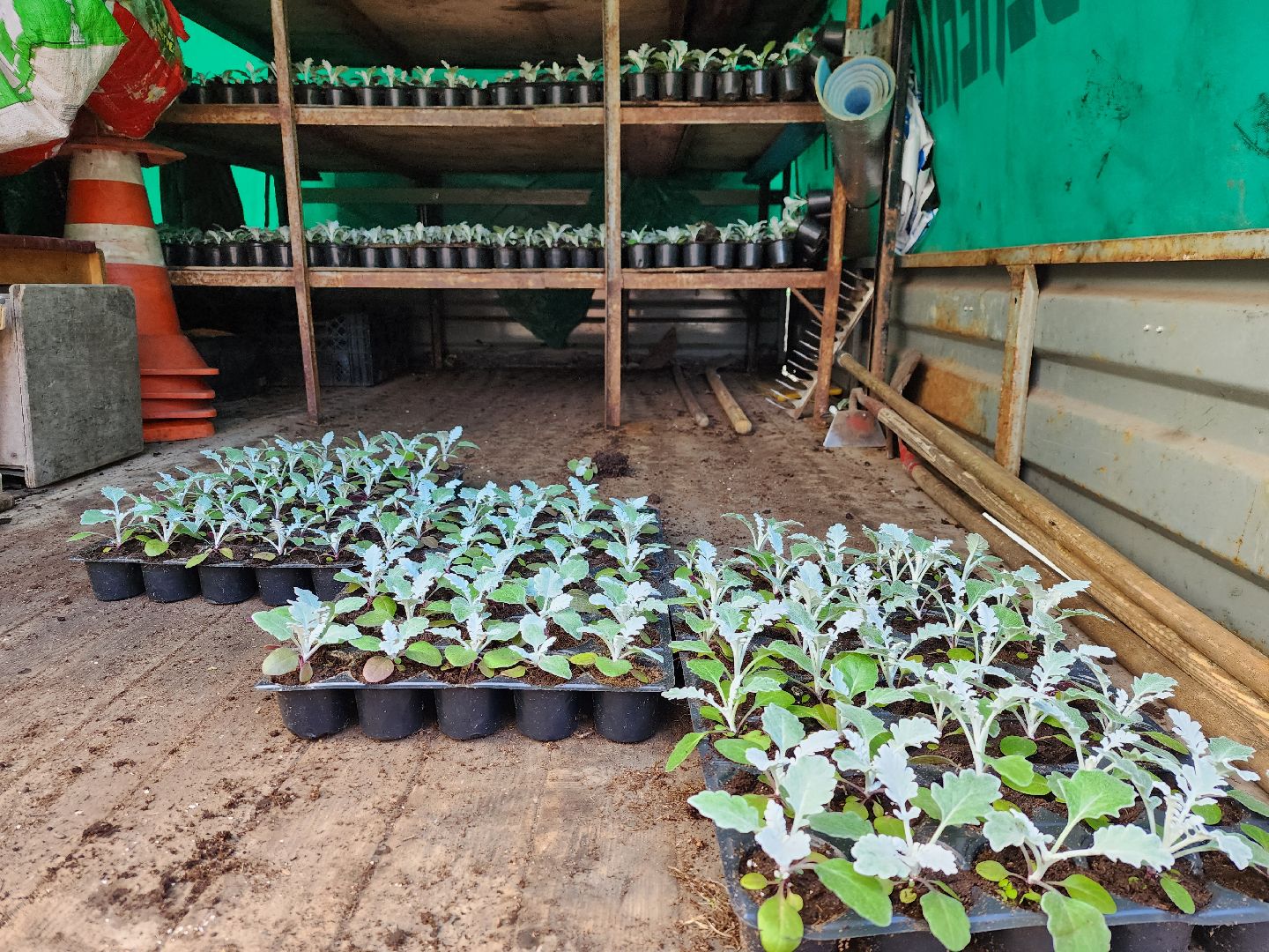 королёв, благоустройство , живые цветы, парки королева,