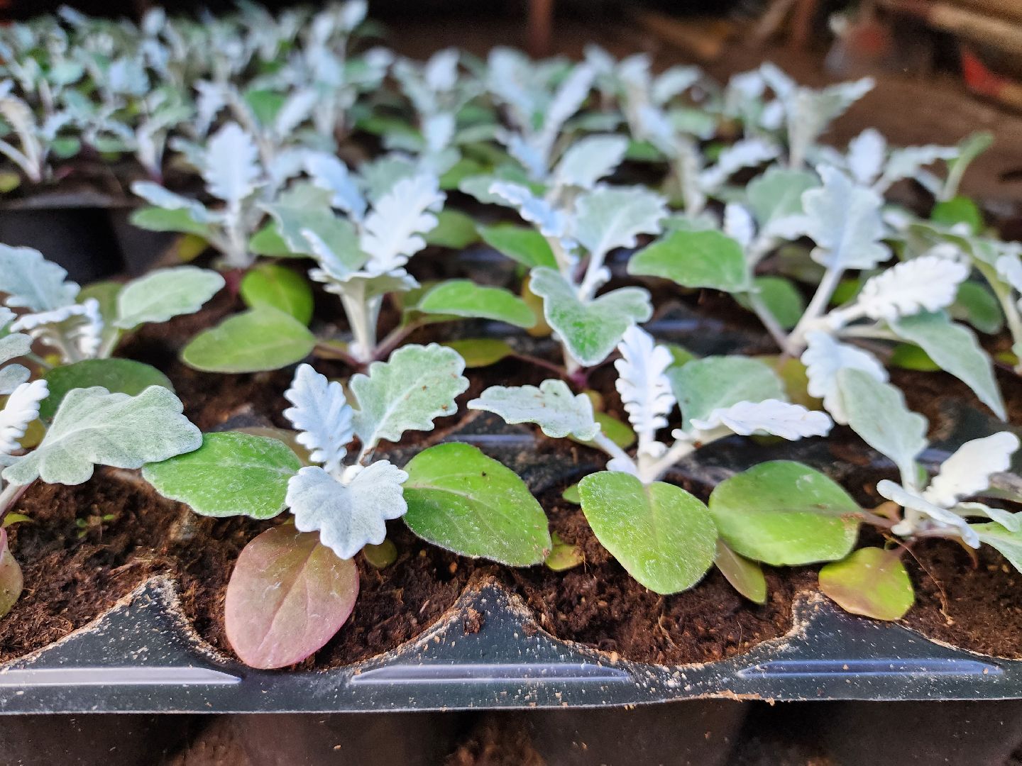 королёв, благоустройство , живые цветы, парки королева,