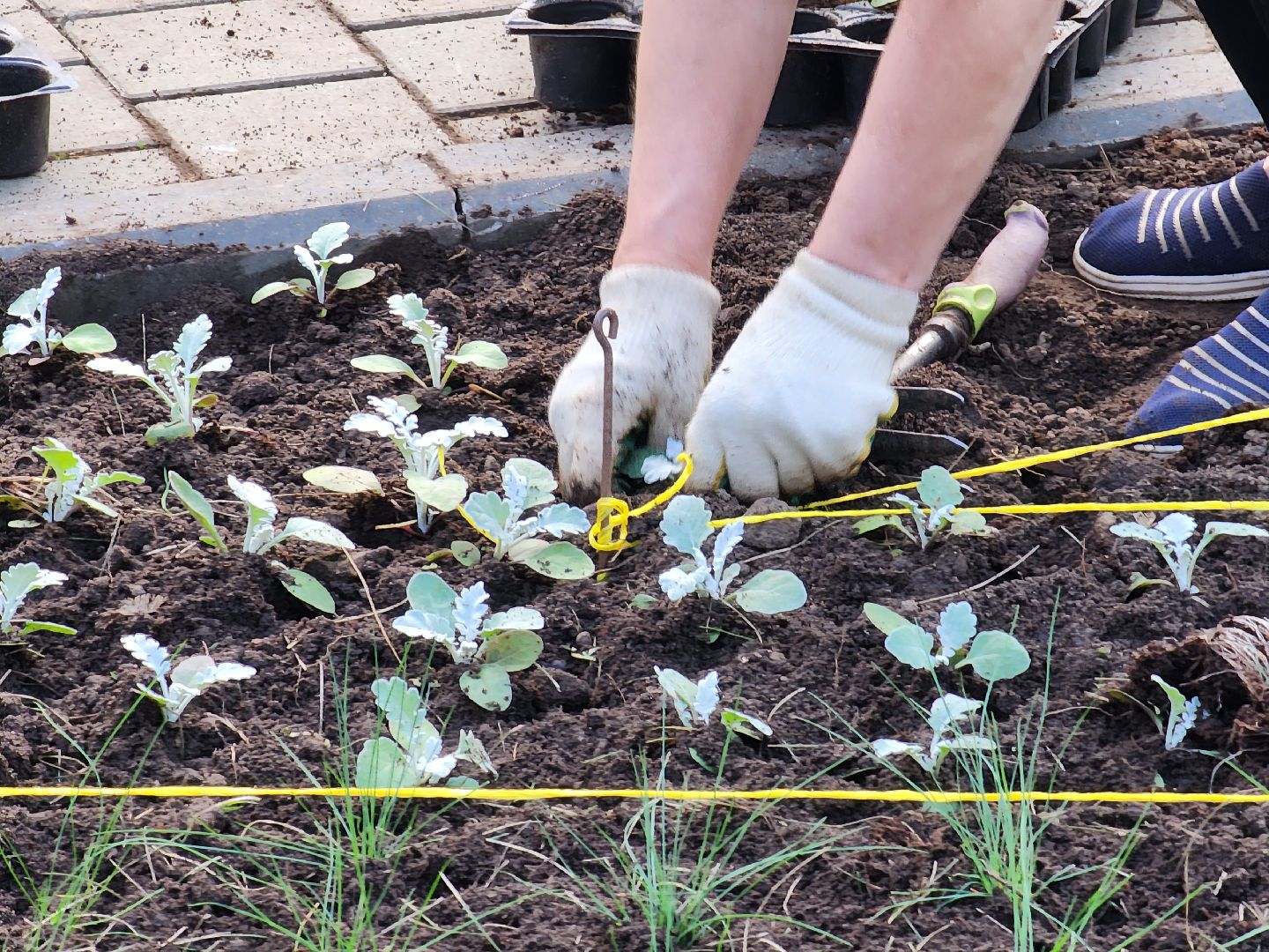 королёв, благоустройство , живые цветы, парки королева,