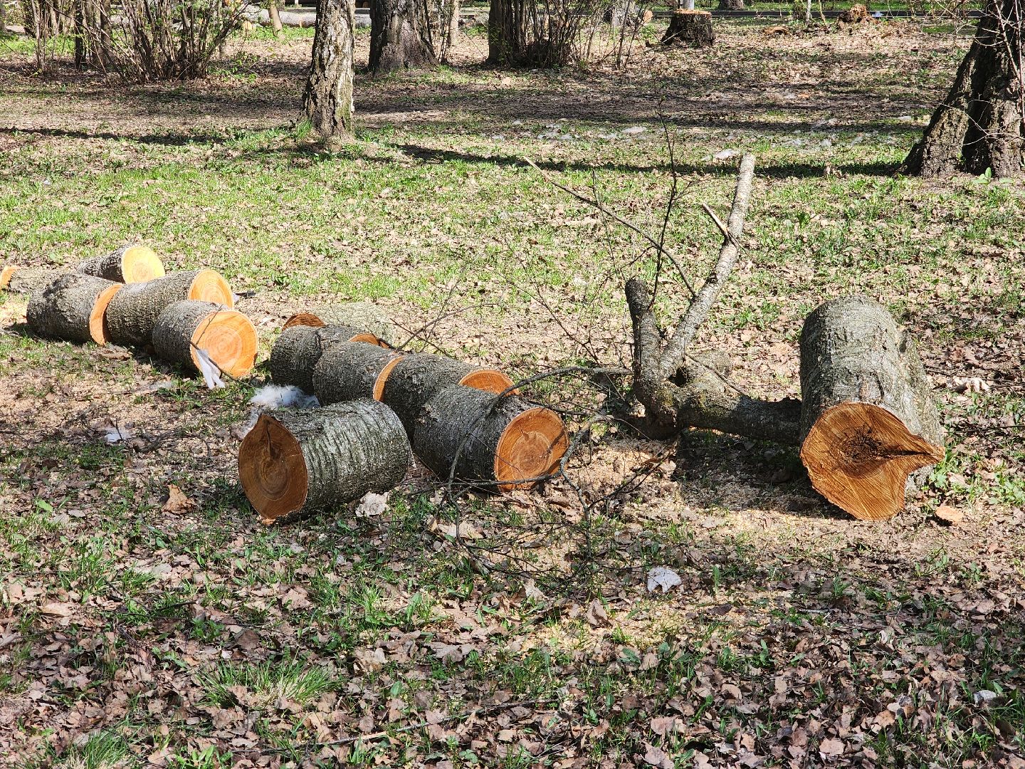 подольск, благоустройство, Парк березки,