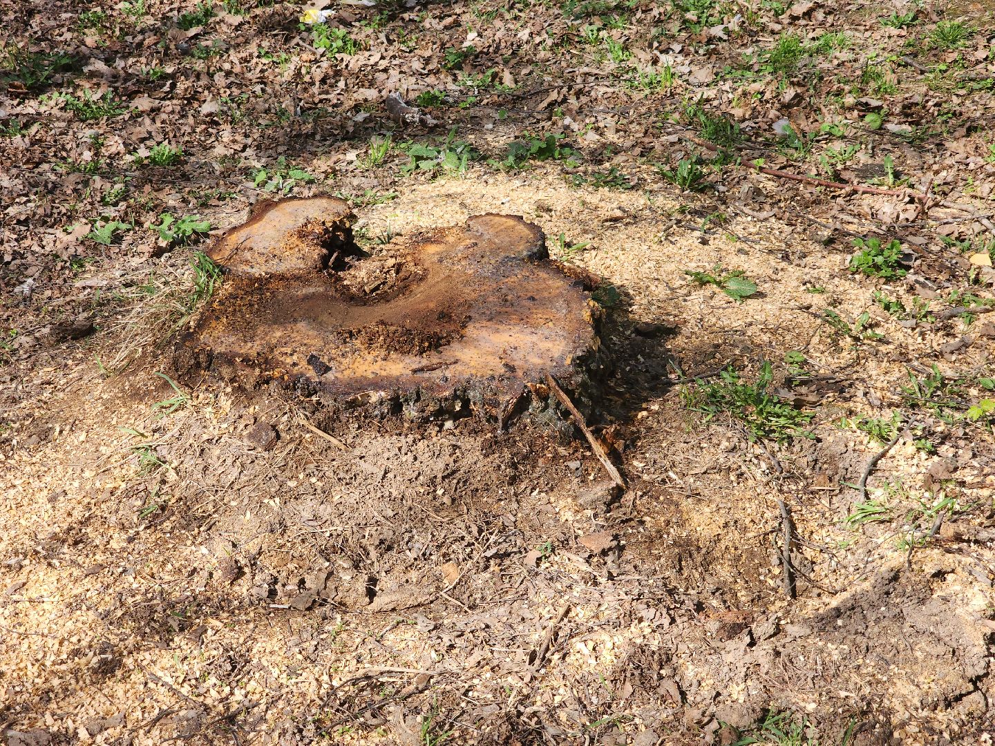 подольск, благоустройство, Парк березки,