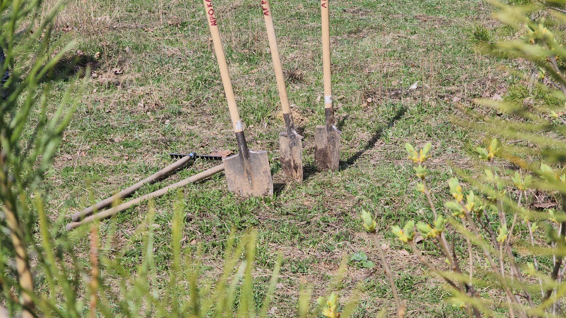 ступино, образование, допобразование, школьные лесничие,