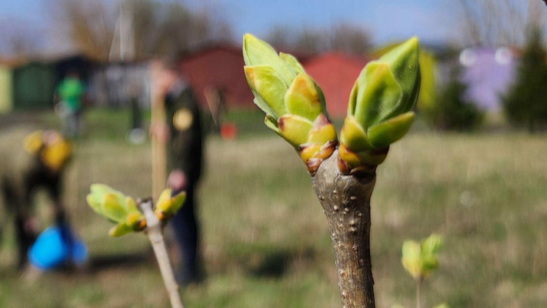 ступино, образование, допобразование, школьные лесничие,