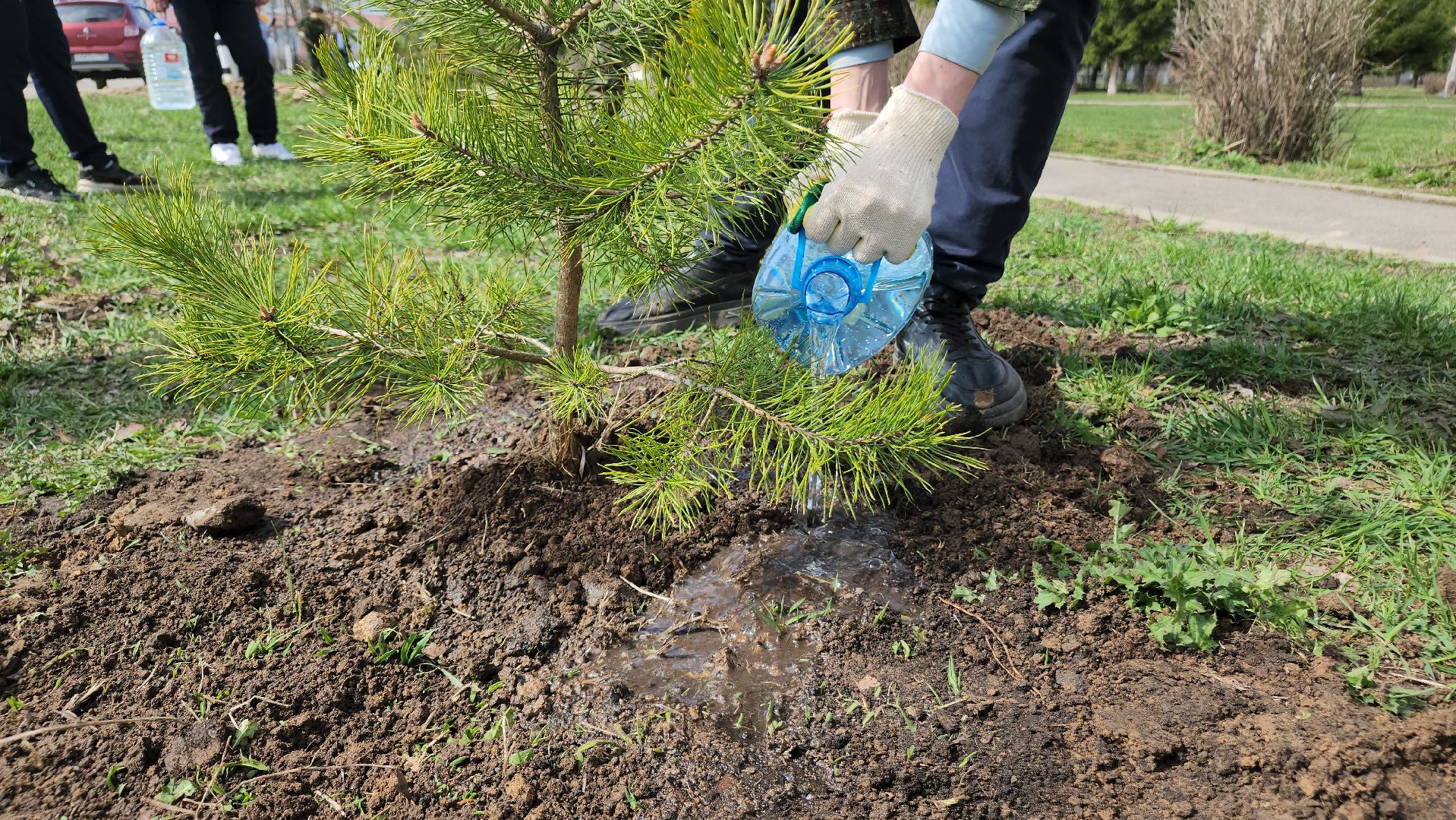 ступино, образование, допобразование, школьные лесничие,