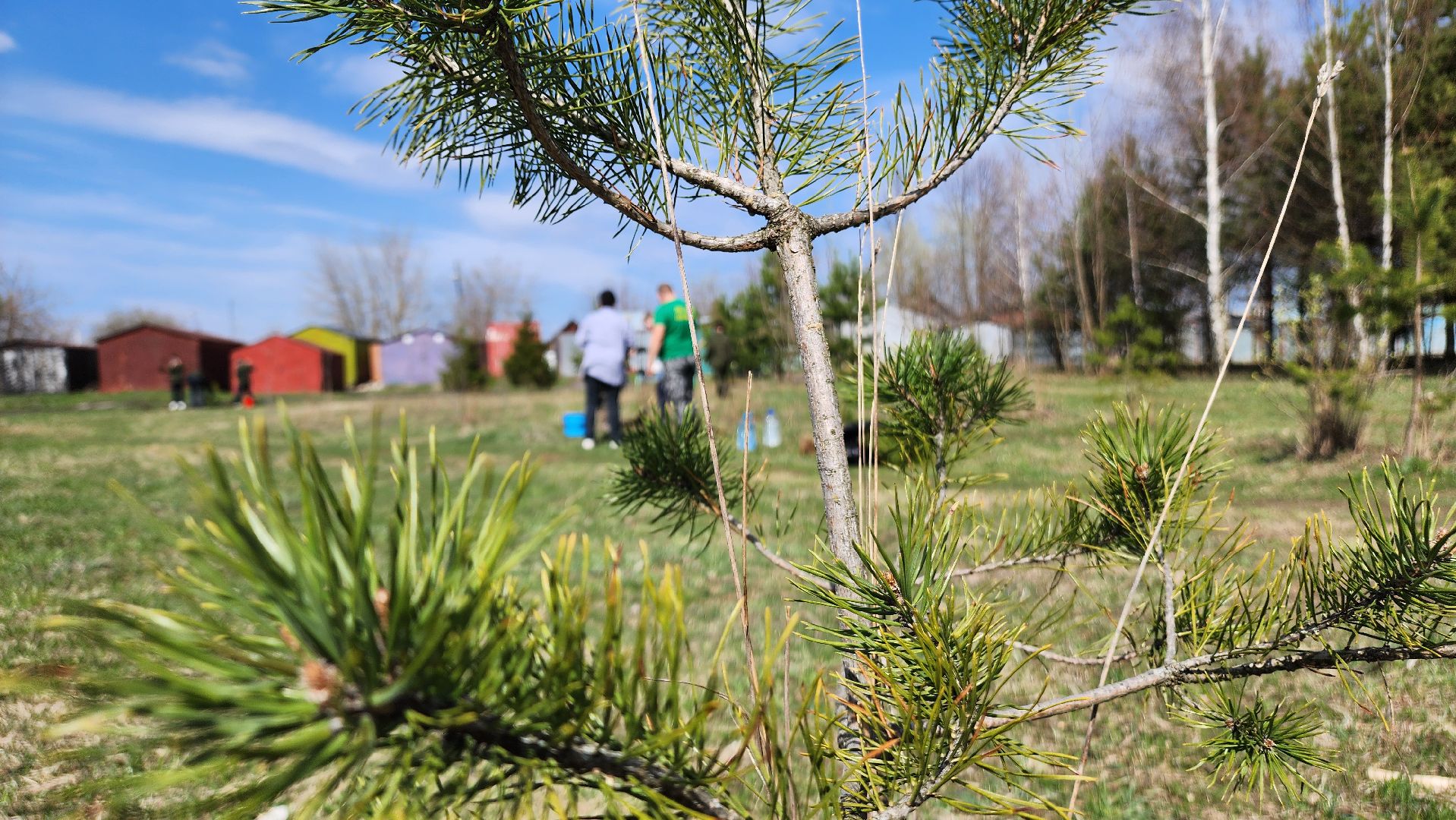 ступино, образование, допобразование, школьные лесничие,