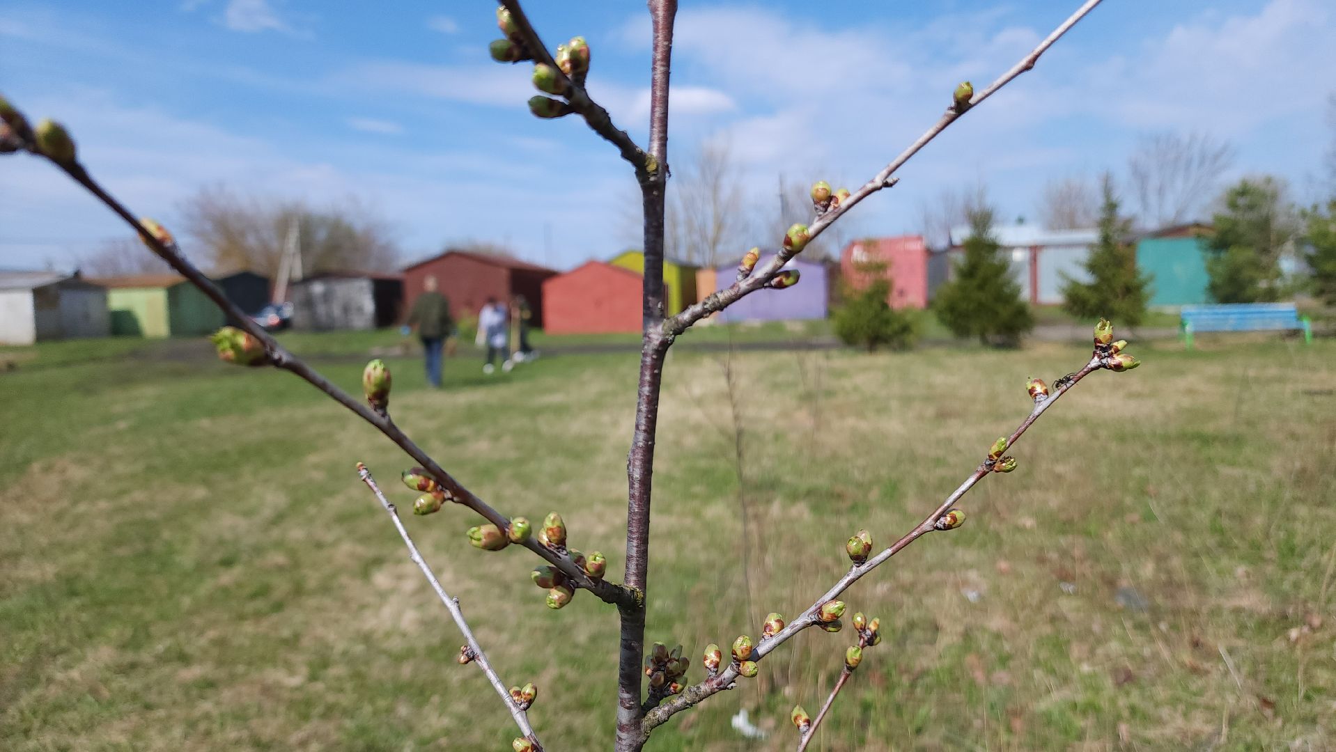 ступино, образование, допобразование, школьные лесничие,