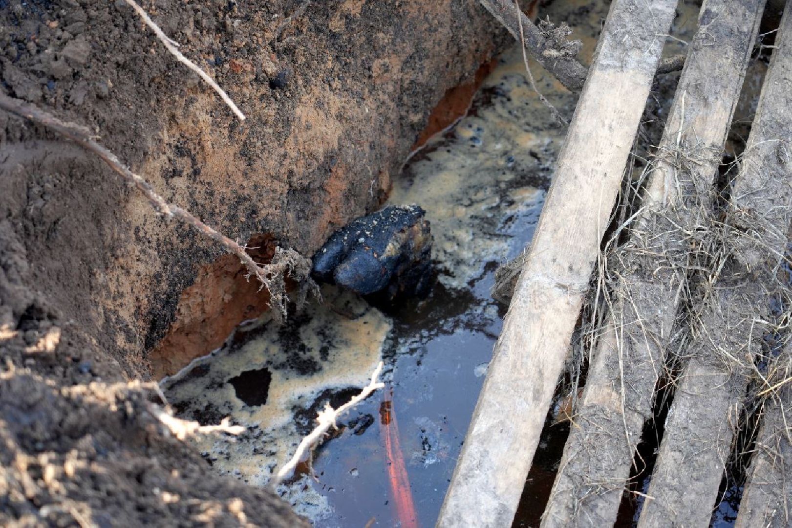 полиция , ветеринары , закон, животные, сергиево-посадский городской округ,