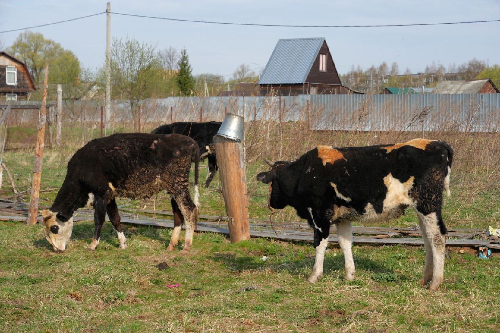 полиция , ветеринары , закон, животные, сергиево-посадский городской округ,