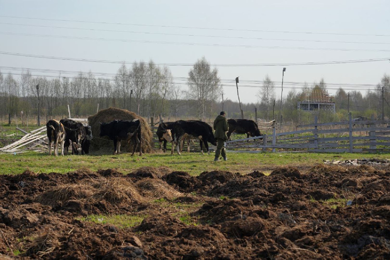 полиция , ветеринары , закон, животные, сергиево-посадский городской округ,