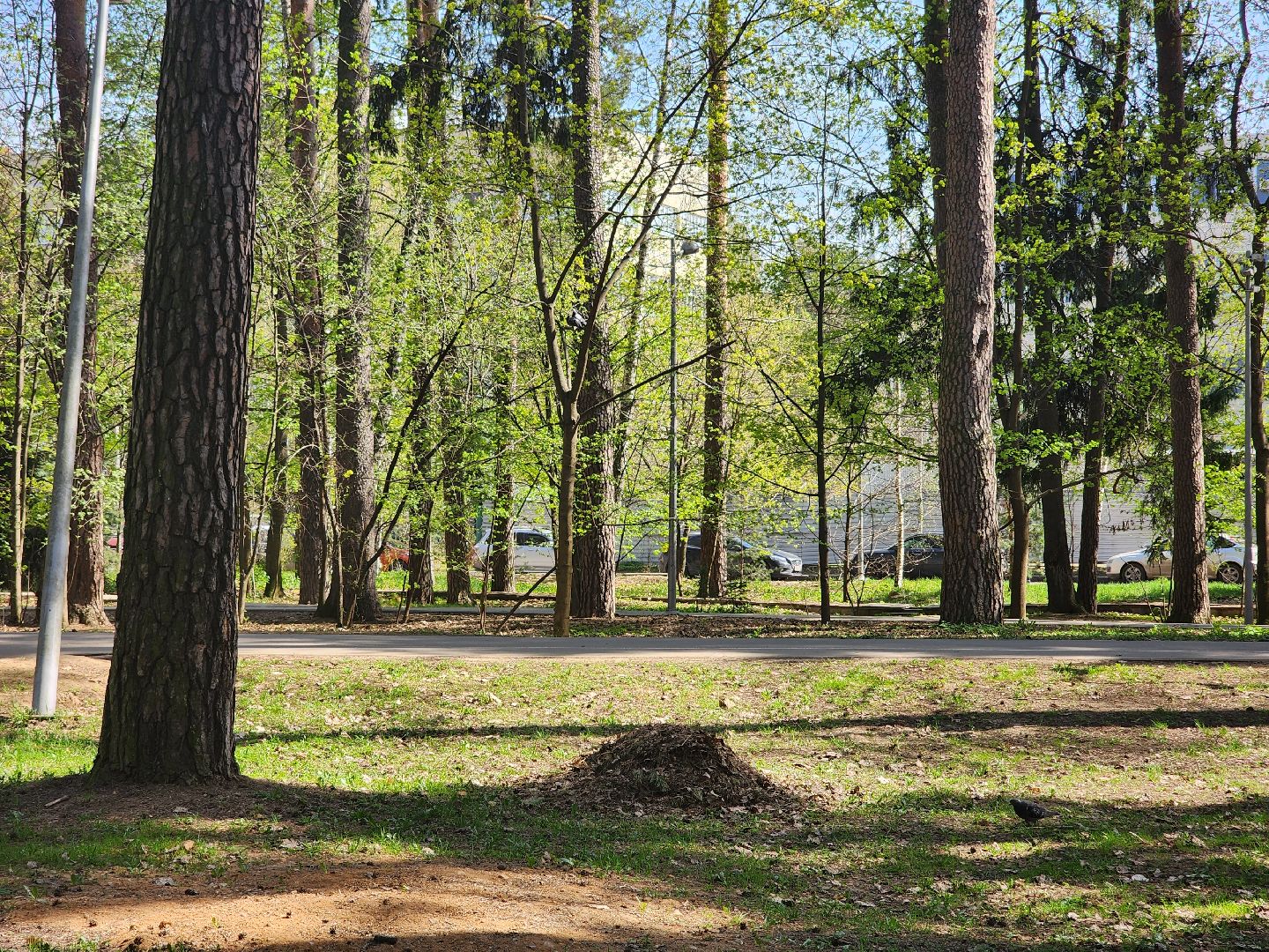 королёв, благоустройство, сквер героев курсантов в королеве, коммунальные службы города,