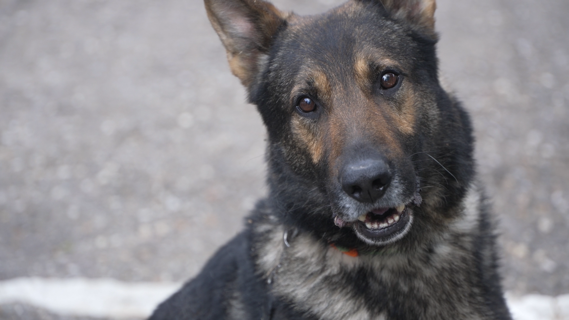 полиция власиха, день открытых дверей, профриентация, власиха полиция, школа перспектива,
