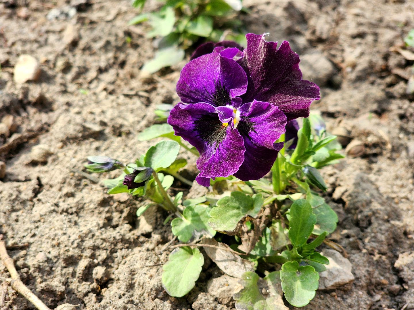 пущино , серпухов, благоустройство, цветники,