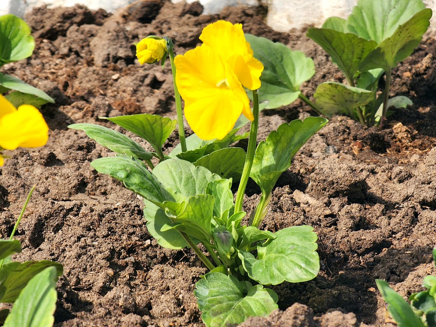 пущино , серпухов, благоустройство, цветники,