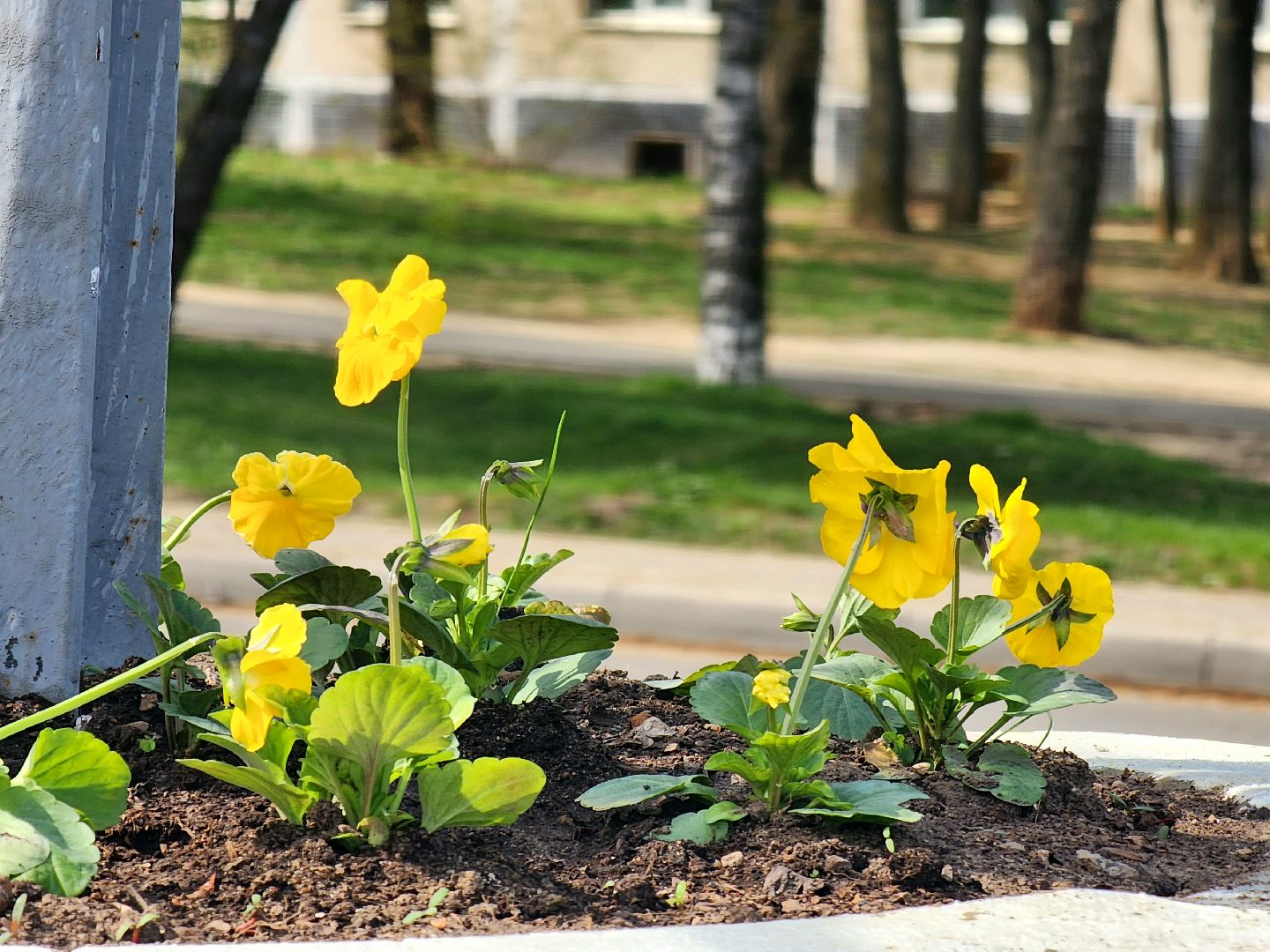 пущино , серпухов, благоустройство, цветники,