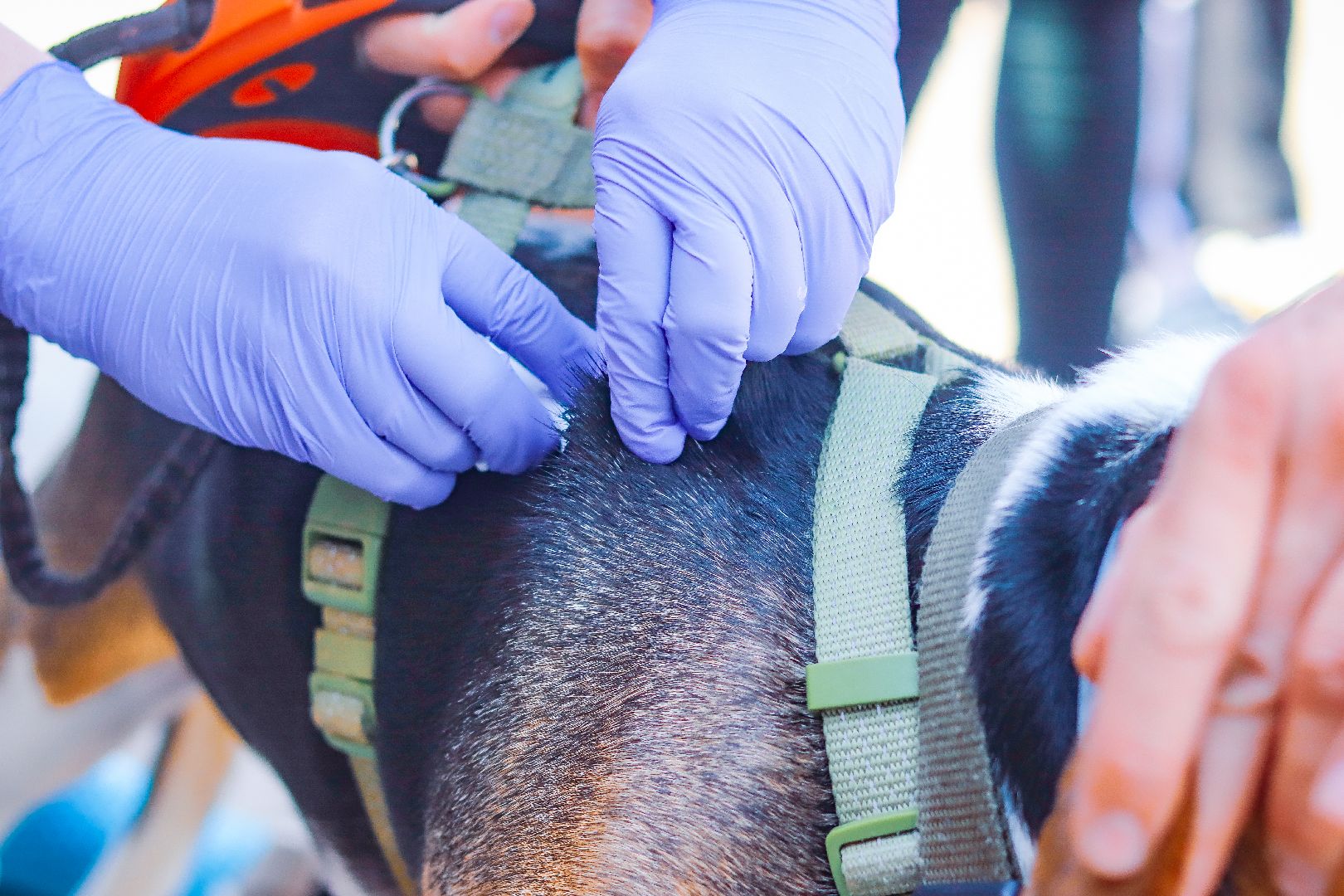 клин, общество, вакцинация животных, медицина,