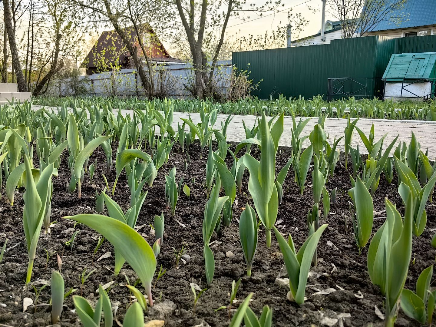 памятник, тюльпаны, уборка, вов, 9 мая, волонтеры,