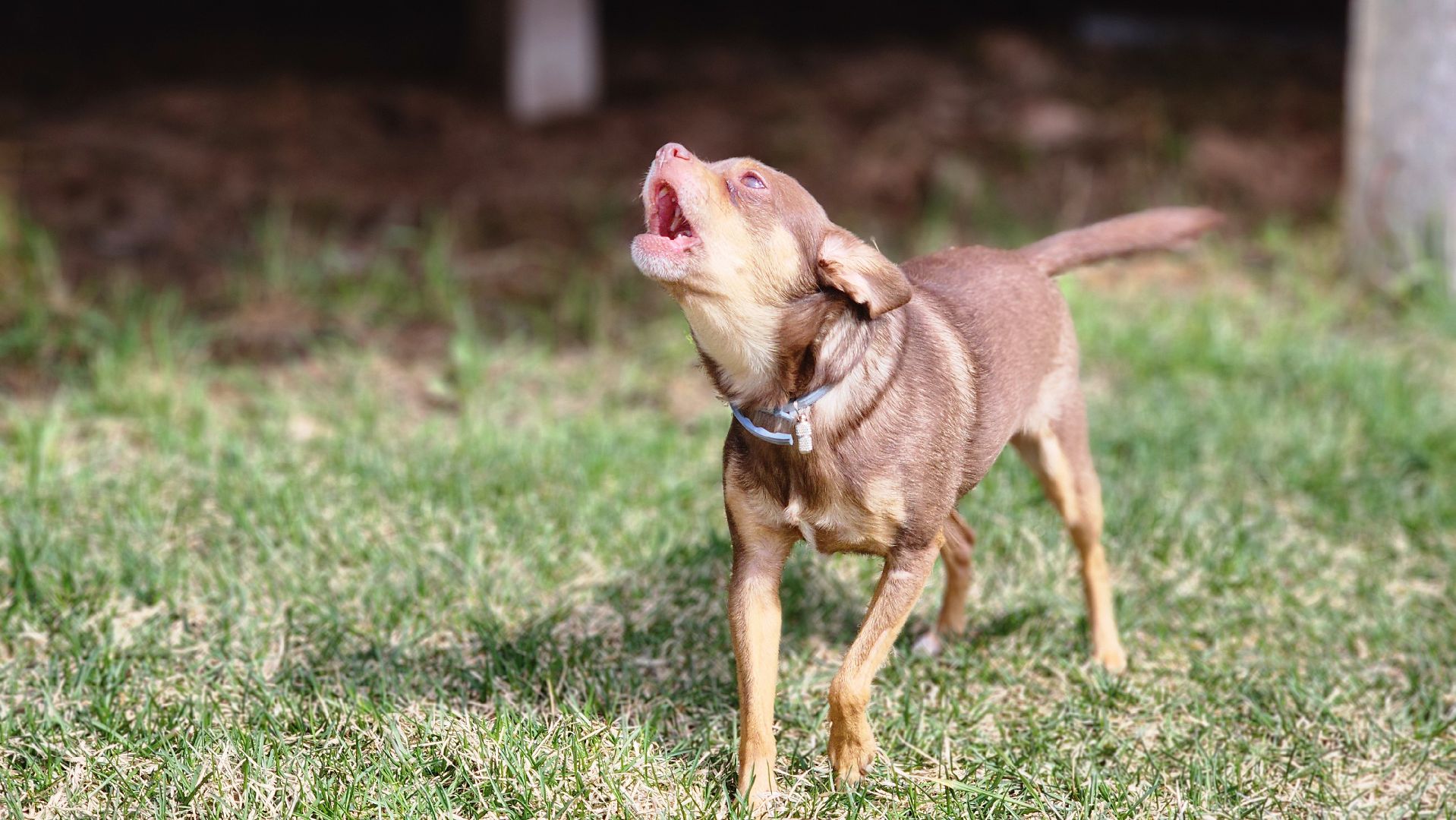 глэмпинг, руза, туризм, туризм в рузе, рузское водохранилище, семейный отдых,