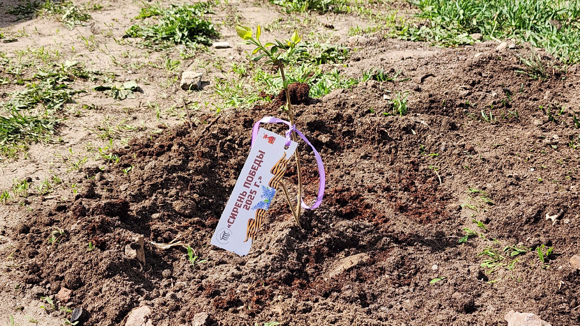сирень победы, высадка саженцев,  глуховский парк, ногинск, богородский городской округ,