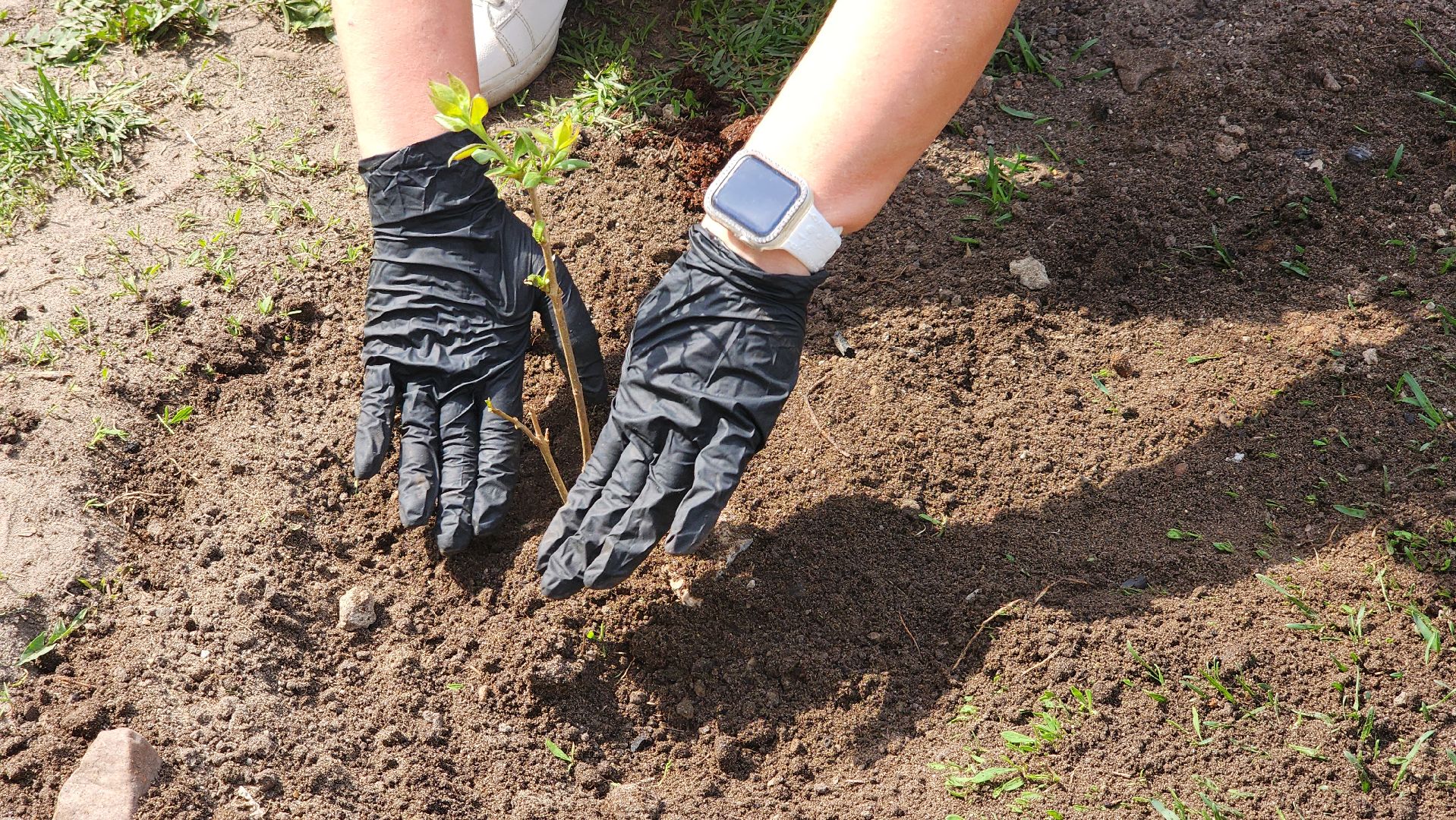 сирень победы, высадка саженцев,  глуховский парк, ногинск, богородский городской округ,