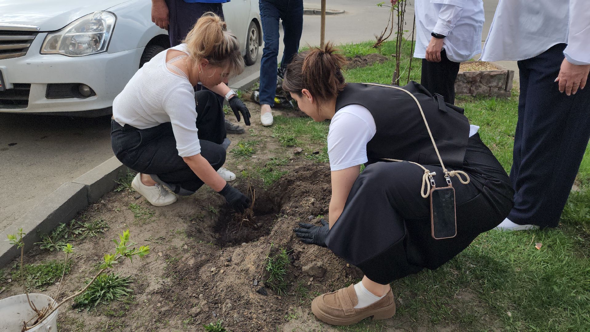 сирень победы, высадка саженцев,  глуховский парк, ногинск, богородский городской округ,