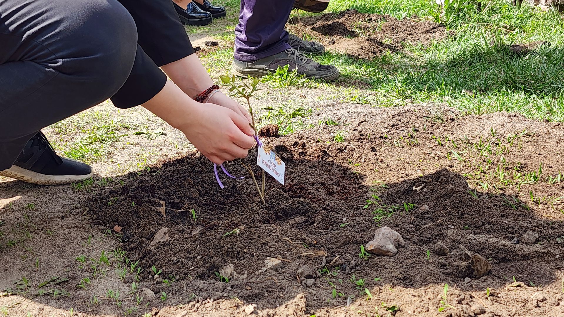 сирень победы, высадка саженцев,  глуховский парк, ногинск, богородский городской округ,