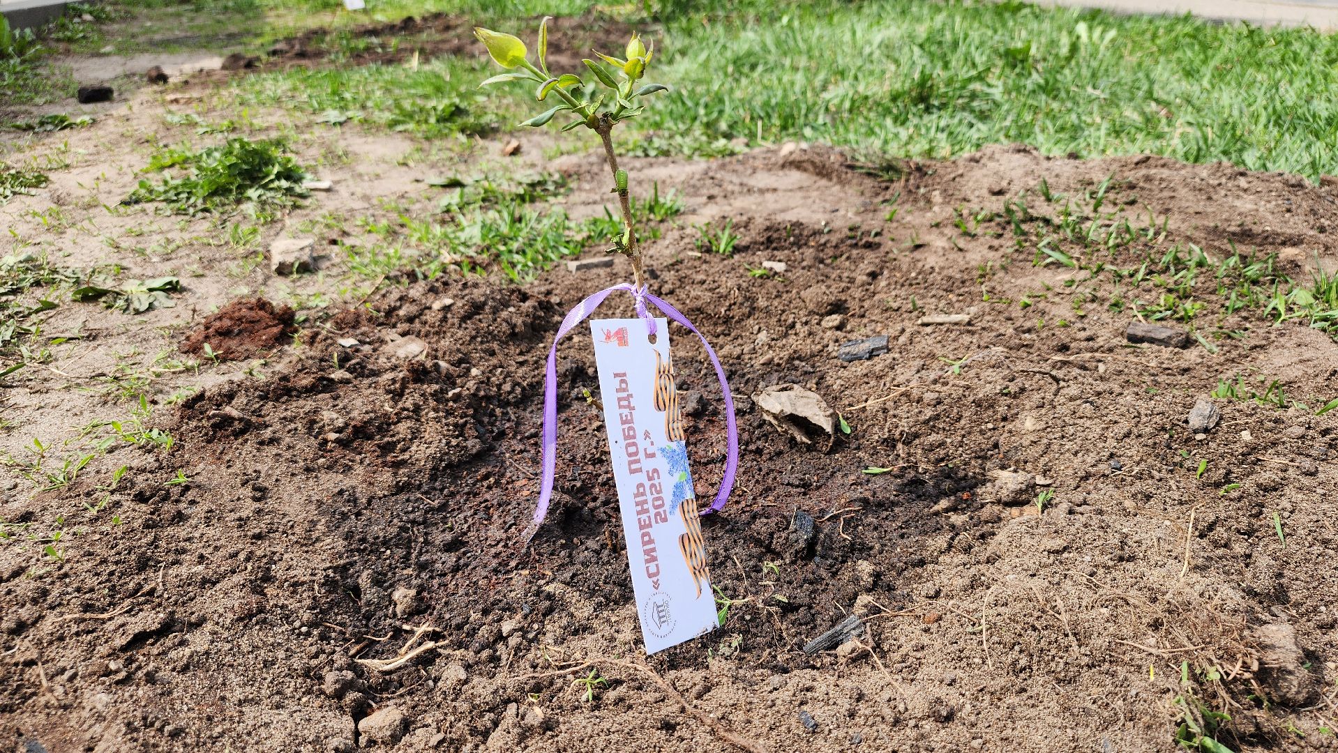 сирень победы, высадка саженцев,  глуховский парк, ногинск, богородский городской округ,