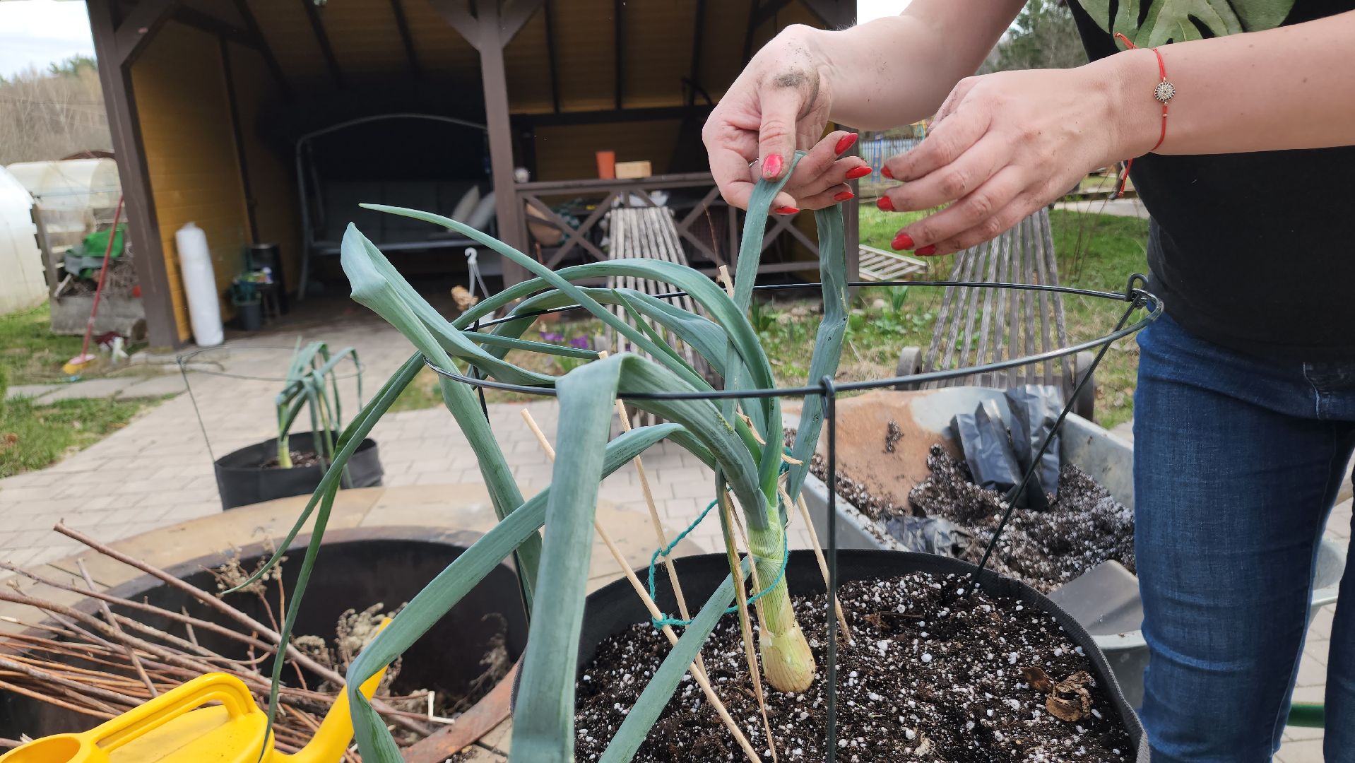 ступино, гигантские овощи, садоводство,хобби,