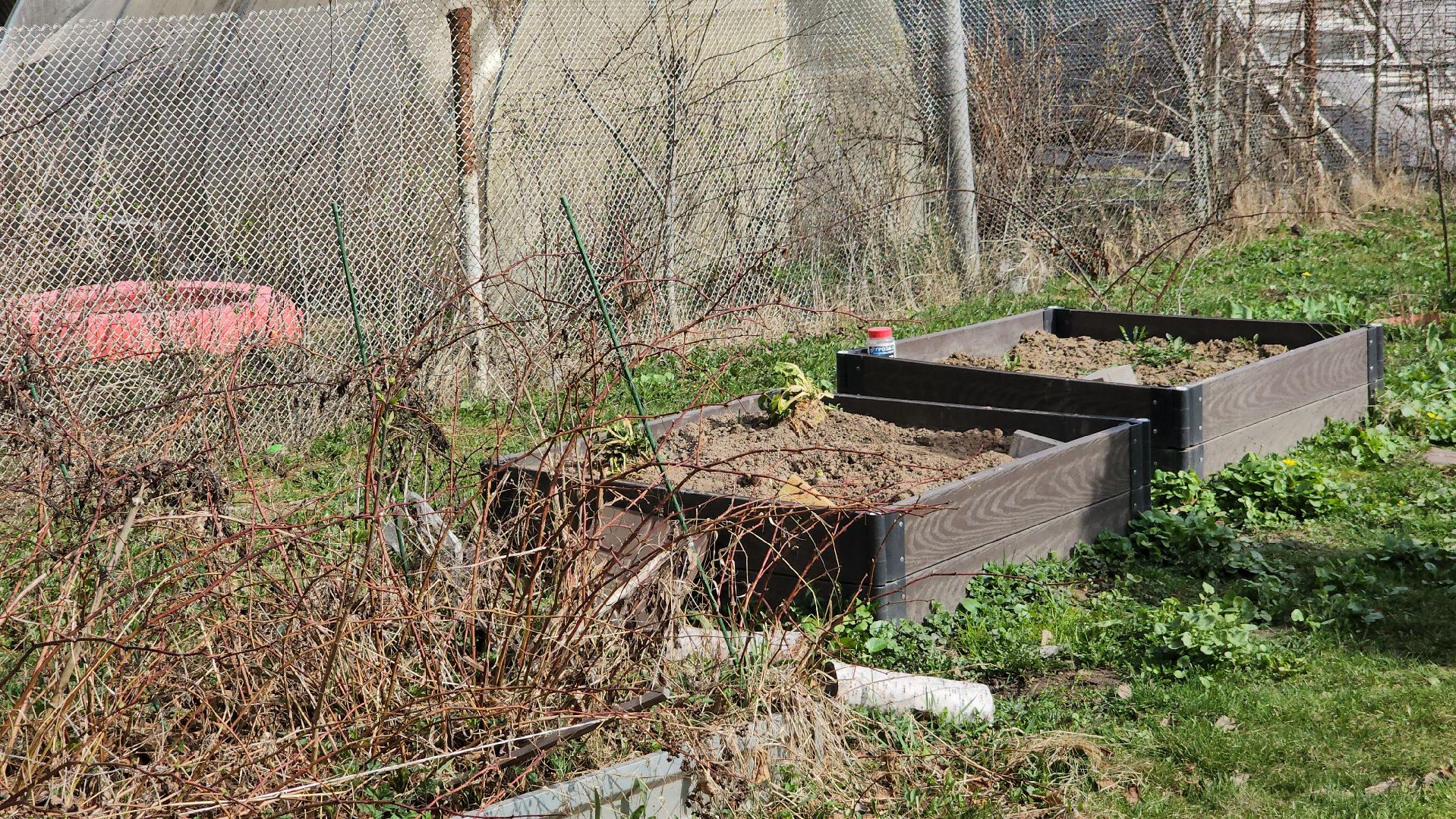 ступино, гигантские овощи, садоводство,хобби,