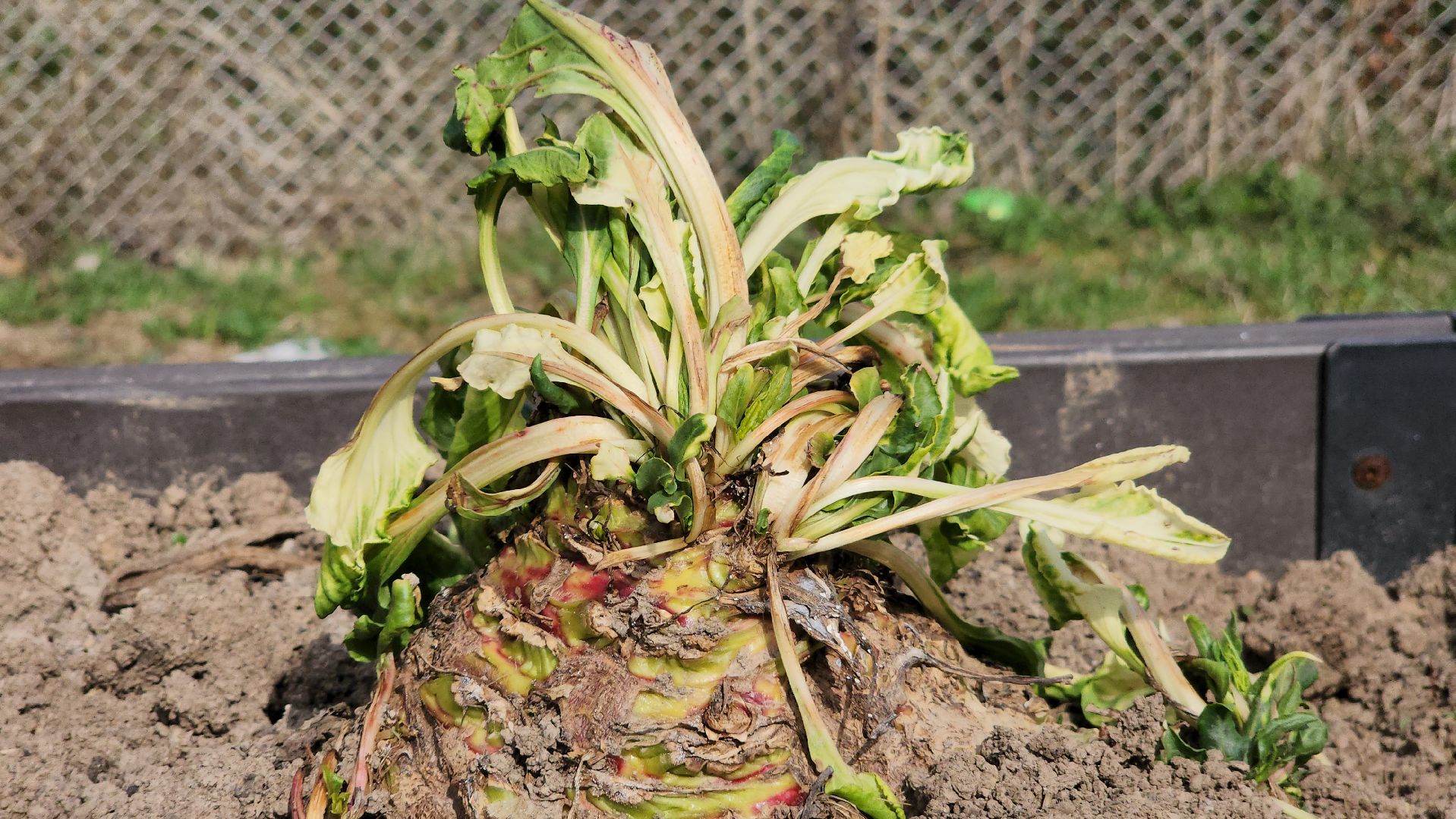 ступино, гигантские овощи, садоводство,хобби,