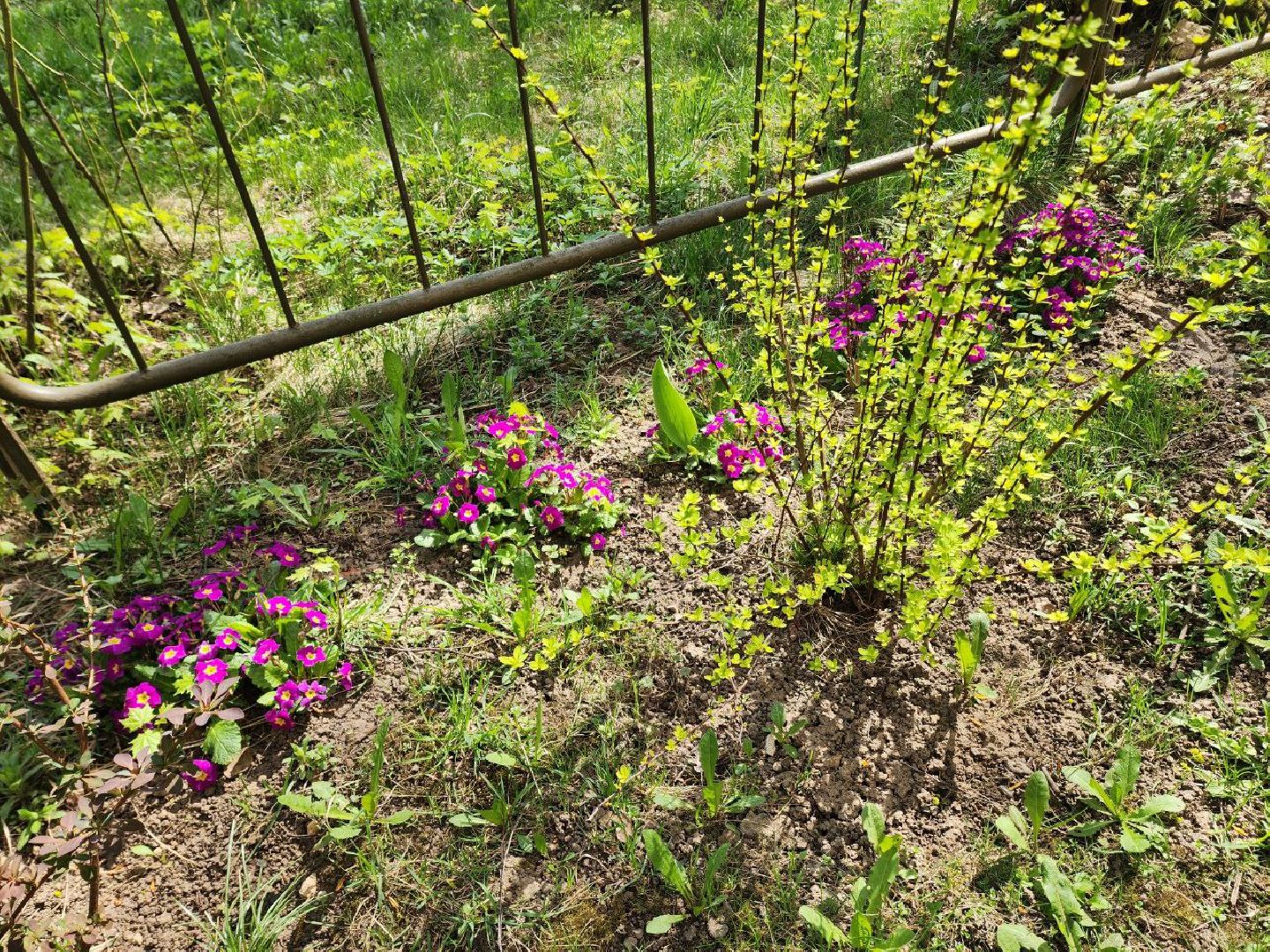 солнечногорск, жители, двор, улица, цветы, растения,