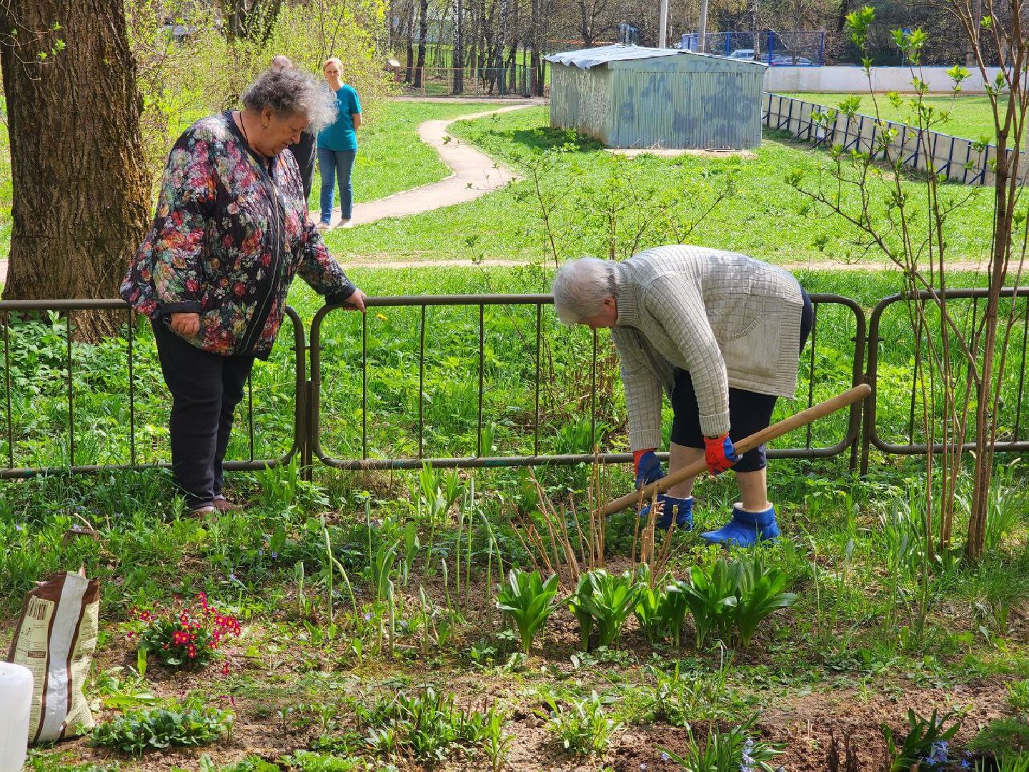 солнечногорск, жители, двор, улица, цветы, растения,