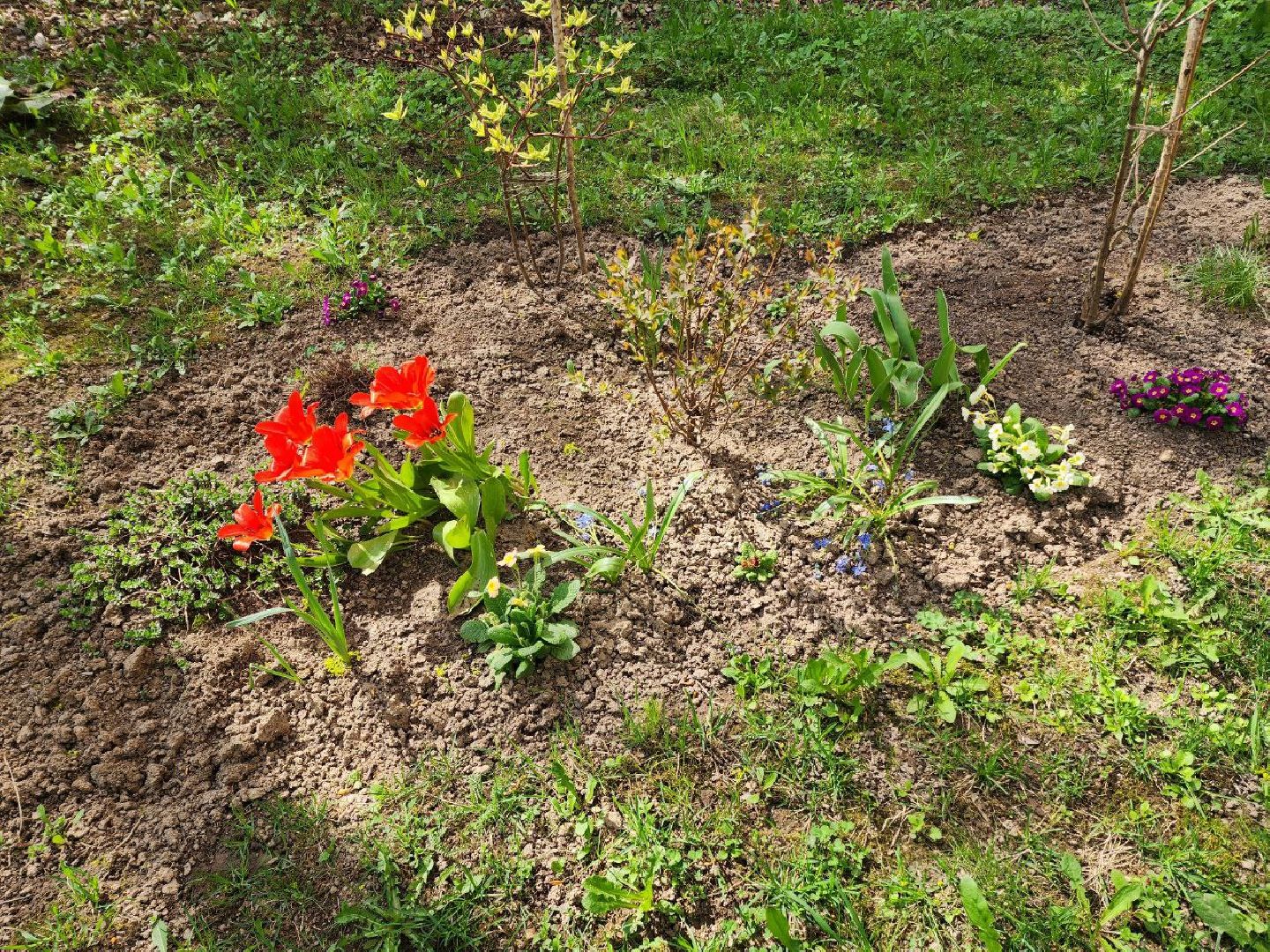 солнечногорск, жители, двор, улица, цветы, растения,
