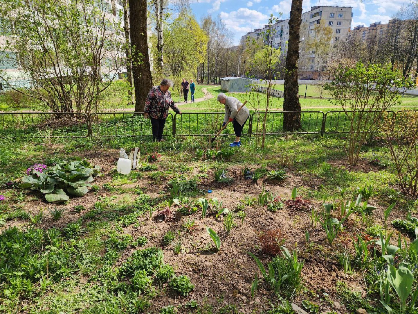 солнечногорск, жители, двор, улица, цветы, растения,