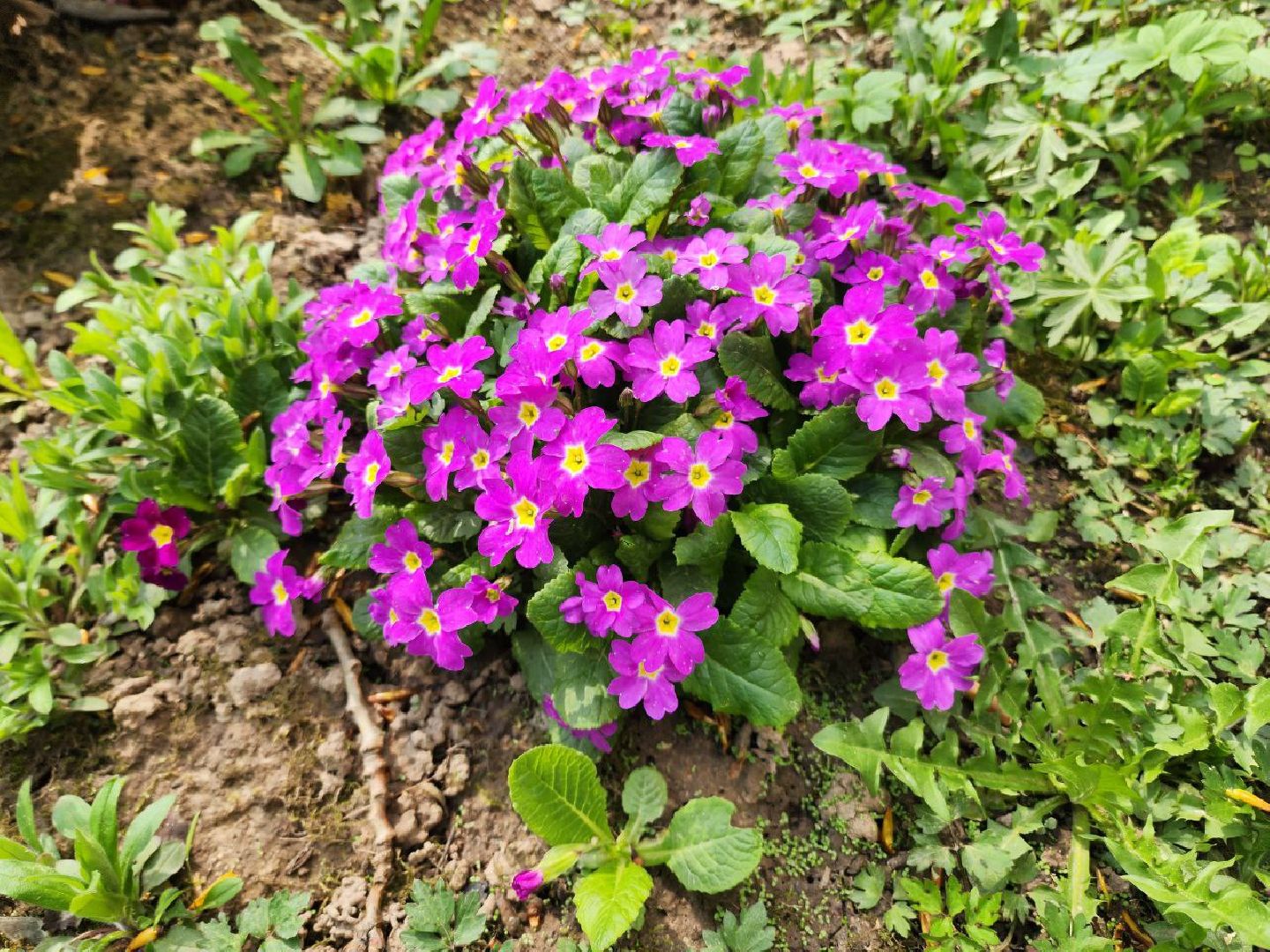 солнечногорск, жители, двор, улица, цветы, растения,