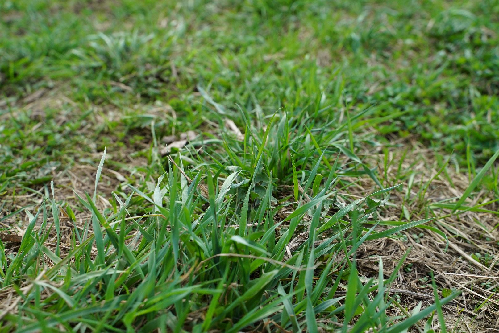 пожар, безопасность, лес, трава,