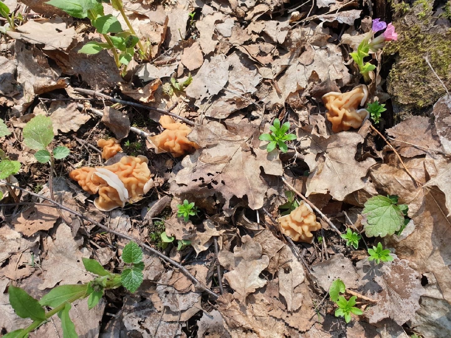 городской округ восход, грибы, лес, природа,