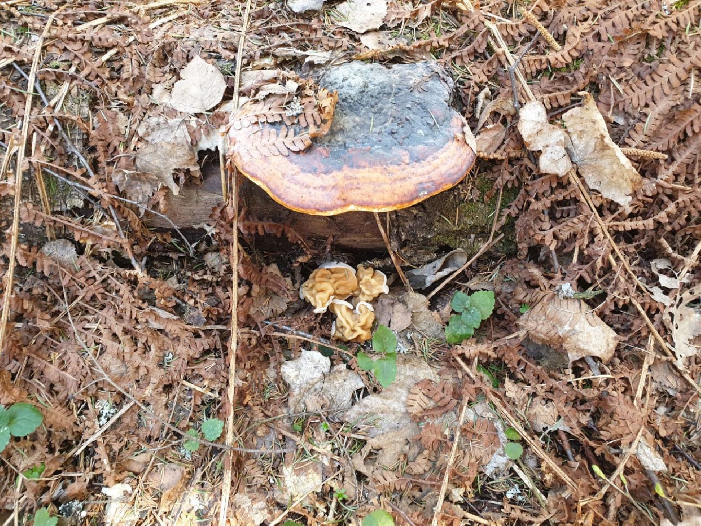 городской округ восход, грибы, лес, природа,