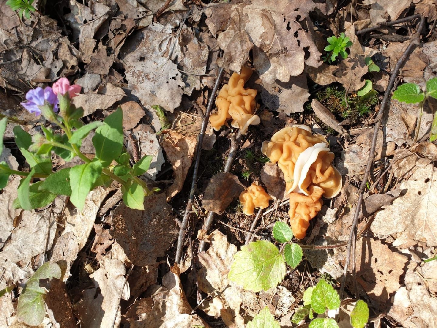 городской округ восход, грибы, лес, природа,